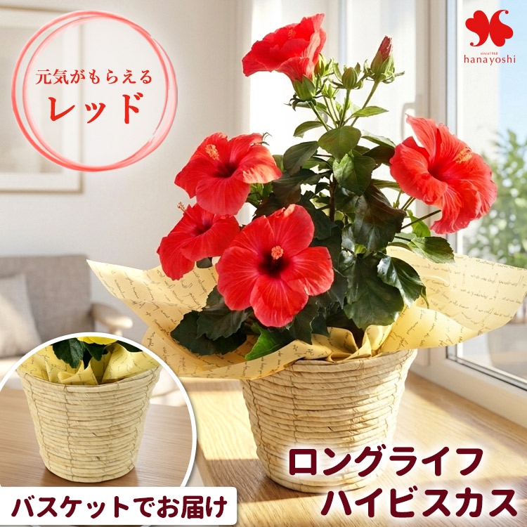フラワーマーケット花由 モリヒロ園芸さんの季節の鉢花 送料無料