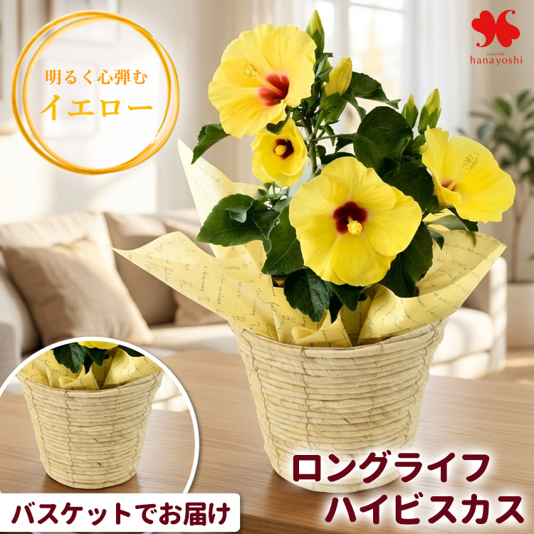 フラワーマーケット花由 モリヒロ園芸さんの季節の鉢花 送料無料
