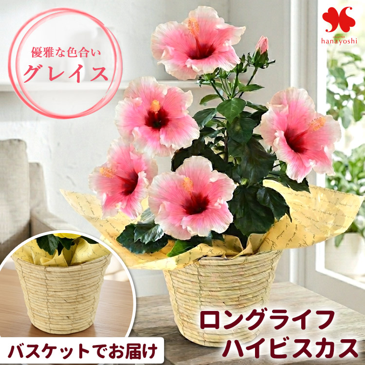 フラワーマーケット花由 モリヒロ園芸さんの季節の鉢花 送料無料