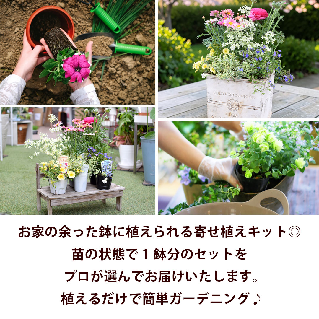 フラワーマーケット花由 1鉢分の寄せ植えキット 花苗 10号 花苗セット