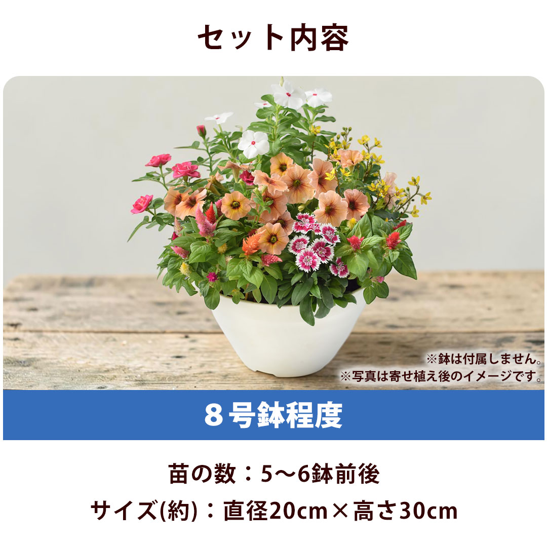 フラワーマーケット花由 1鉢分の寄せ植えキット 花苗 8号 花苗セット