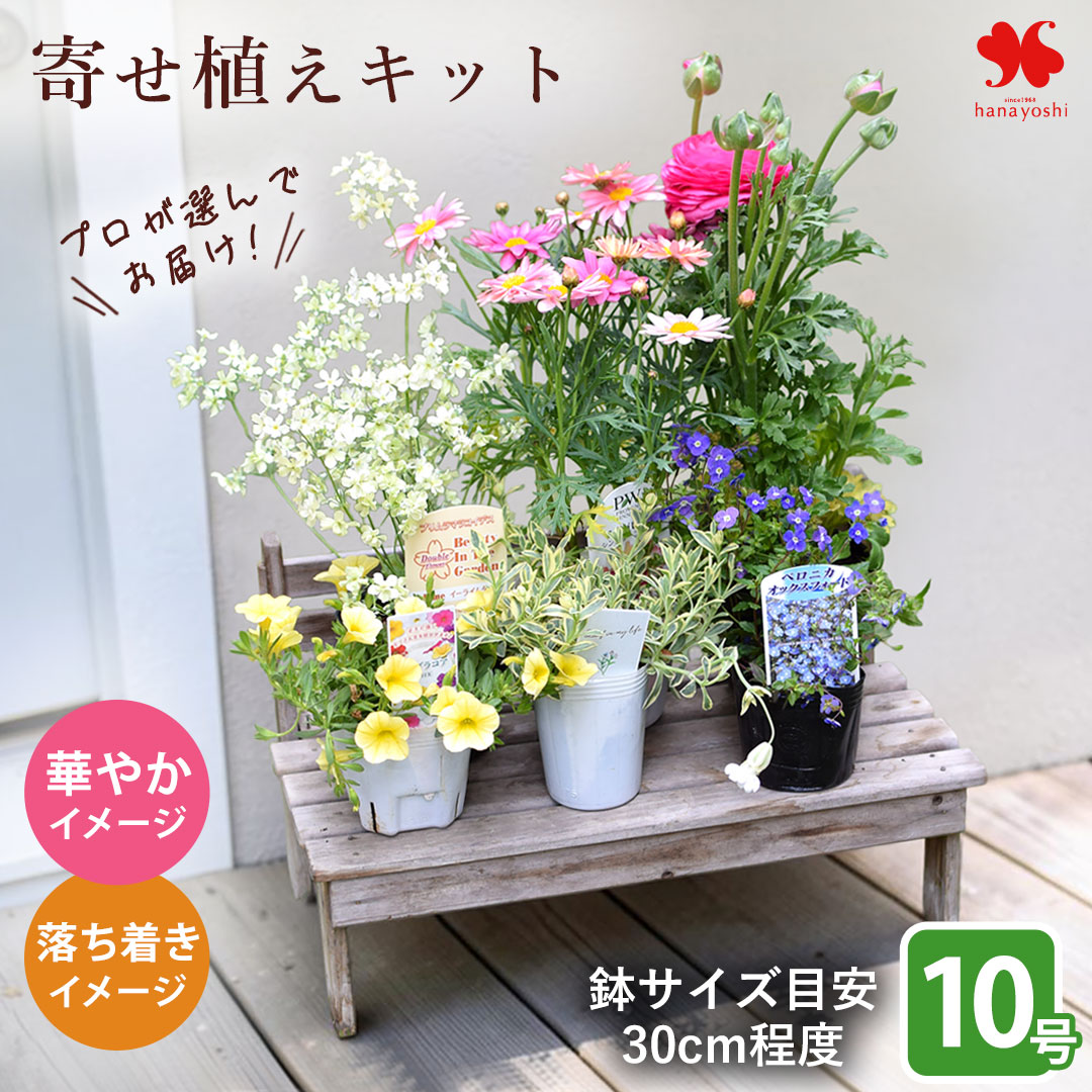 フラワーマーケット花由 1鉢分の寄せ植えキット 花苗 8号 花苗セット