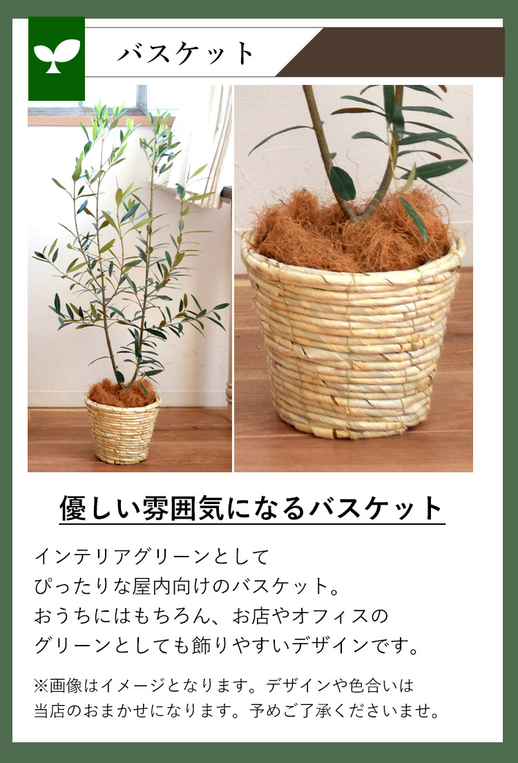 オリーブ 鉢植え 鶴亀園さんの香川オリーブの木 バスケット入 ５号鉢