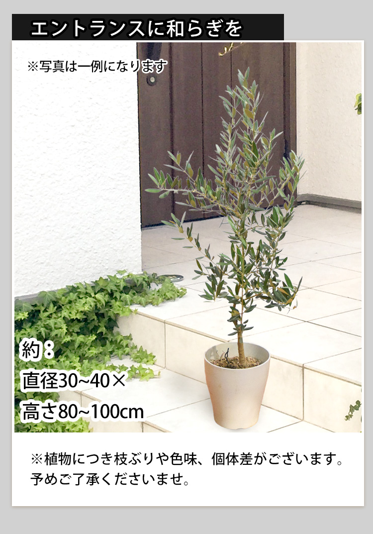 フラワーマーケット花由 鉢植え 花由がお届けする 鶴亀園の香川