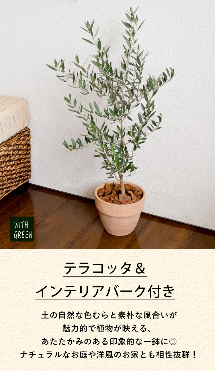 フラワーマーケット花由 鉢植え 花由がお届けする 鶴亀園の香川