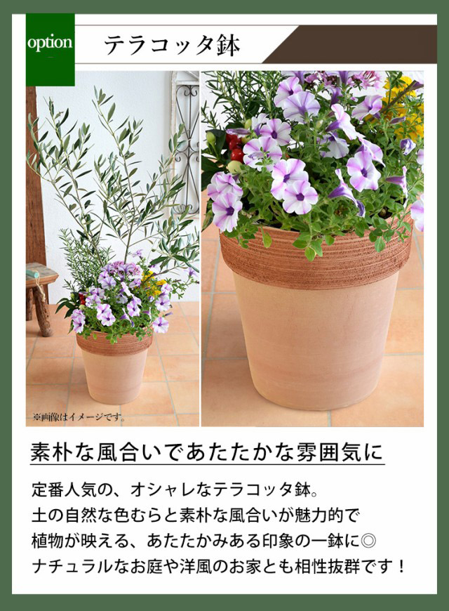 フラワーマーケット花由 シンボルツリーの寄せ植え ＜テラコッタ鉢でお 