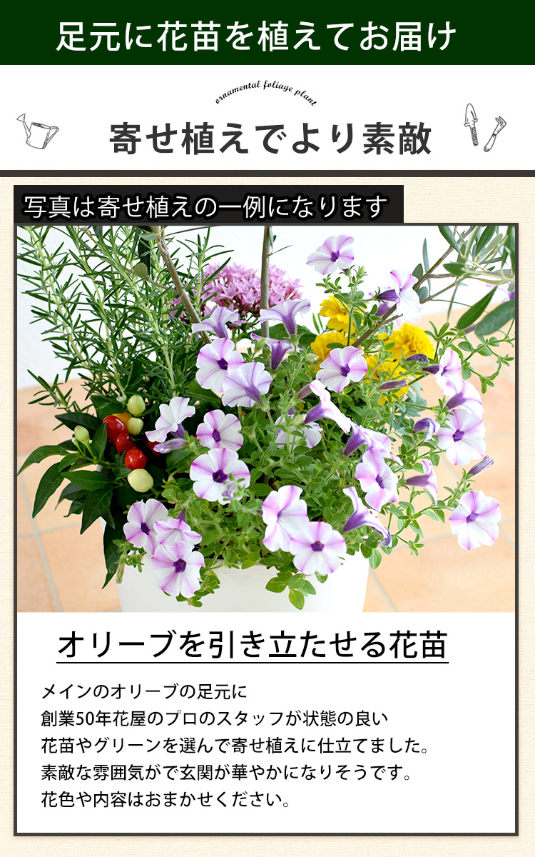 シンボルツリーの寄せ植え ＜ホワイトポットでお届け＞ 鶴亀園オリーブ