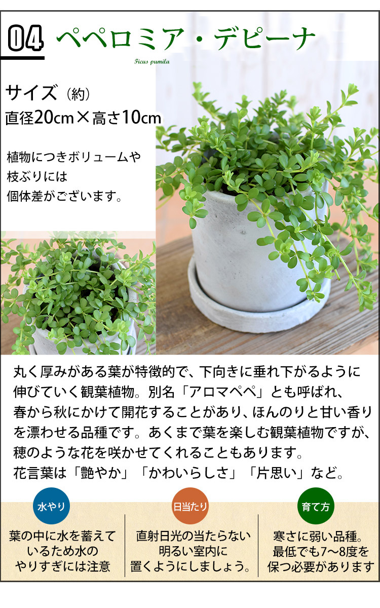 観葉植物 激安通販専門店 おしゃれ 育てやすい 自由に選ぶグリーン うつわ 選べる種類16通り ギフト インテリア 誕生日 グリーン プレゼント 室内