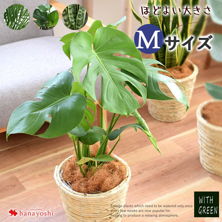 選べる観葉植物 Mサイズ ＜プラスチック鉢でお届け＞ モンステラ