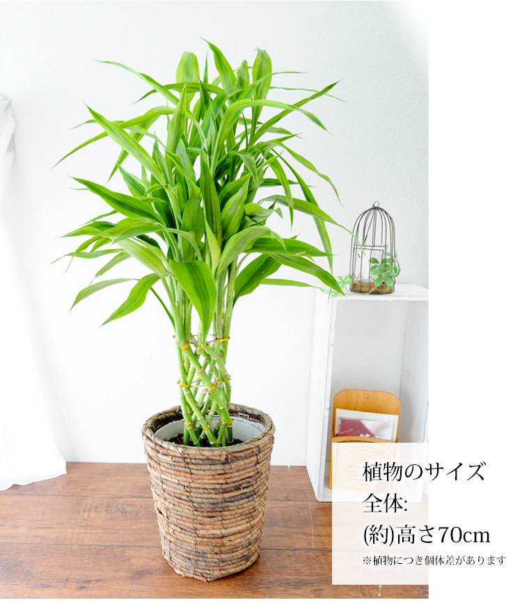 選べる観葉植物 Mサイズ プラスチック鉢でお届け モンステラ ストレリチア サンスベリア アレカヤシ 育てやすい インテリアグリーン 希望者のみラッピング無料