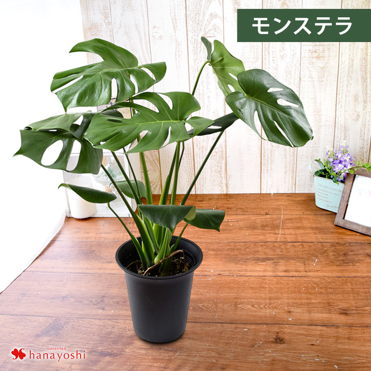 フラワーマーケット花由 選べる観葉植物 Mサイズ ＜プラスチック鉢でお