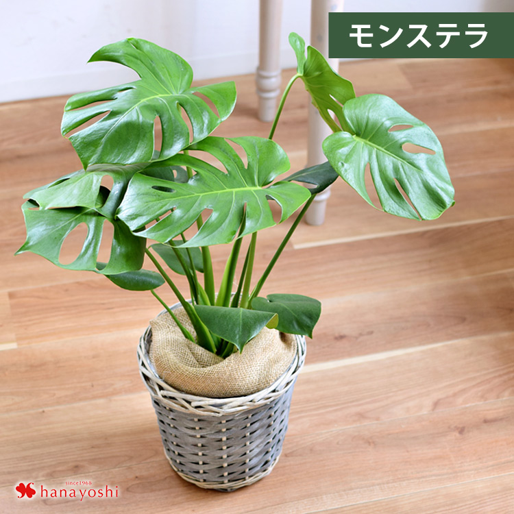 フラワーマーケット花由 選べる観葉植物 Mサイズ ＜バスケットに入れて