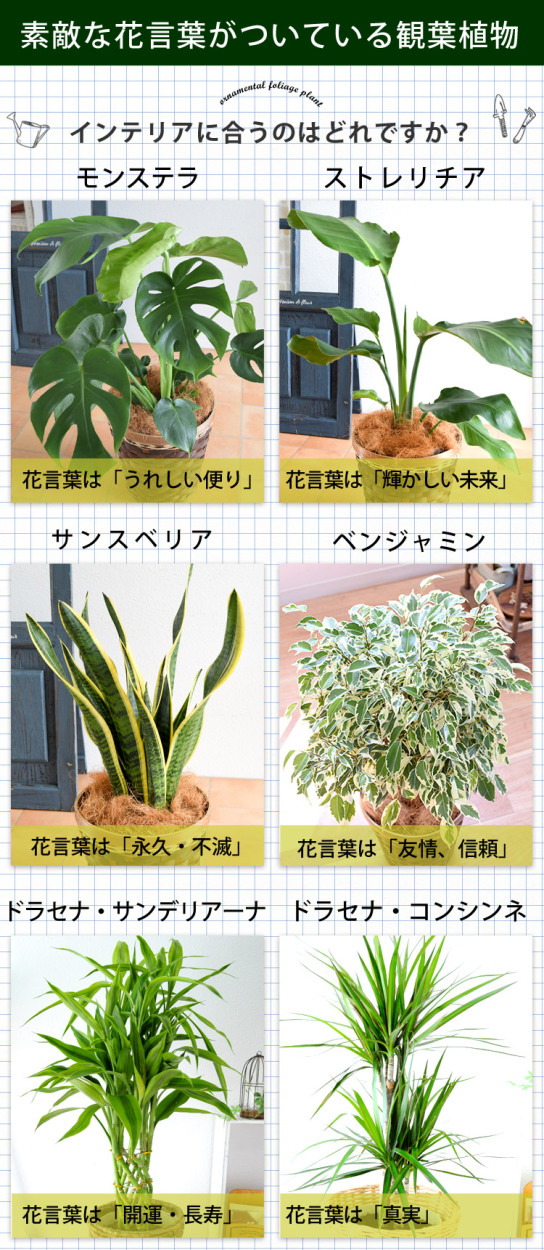 選べる観葉植物 Mサイズ プラスチック鉢でお届け モンステラ ストレリチア サンスベリア アレカヤシ 育てやすい インテリアグリーン 希望者のみラッピング無料