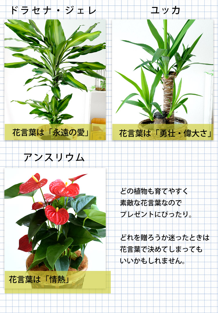 11円 売れ筋アイテムラン 選べる観葉植物 Mサイズ プラスチック鉢でお届け モンステラ