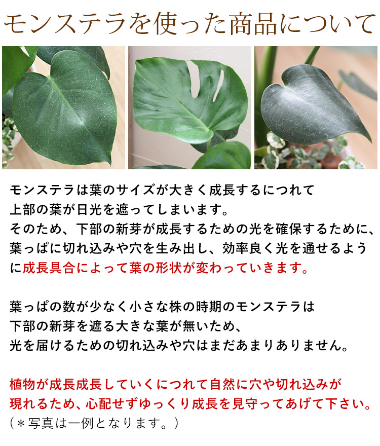 送料無料 選べる観葉植物の寄せ植え 人気の3種 モンステラ バースデー 記念日 ギフト 贈物 お勧め 通販 ストレリチア サンスベリア バスケット付