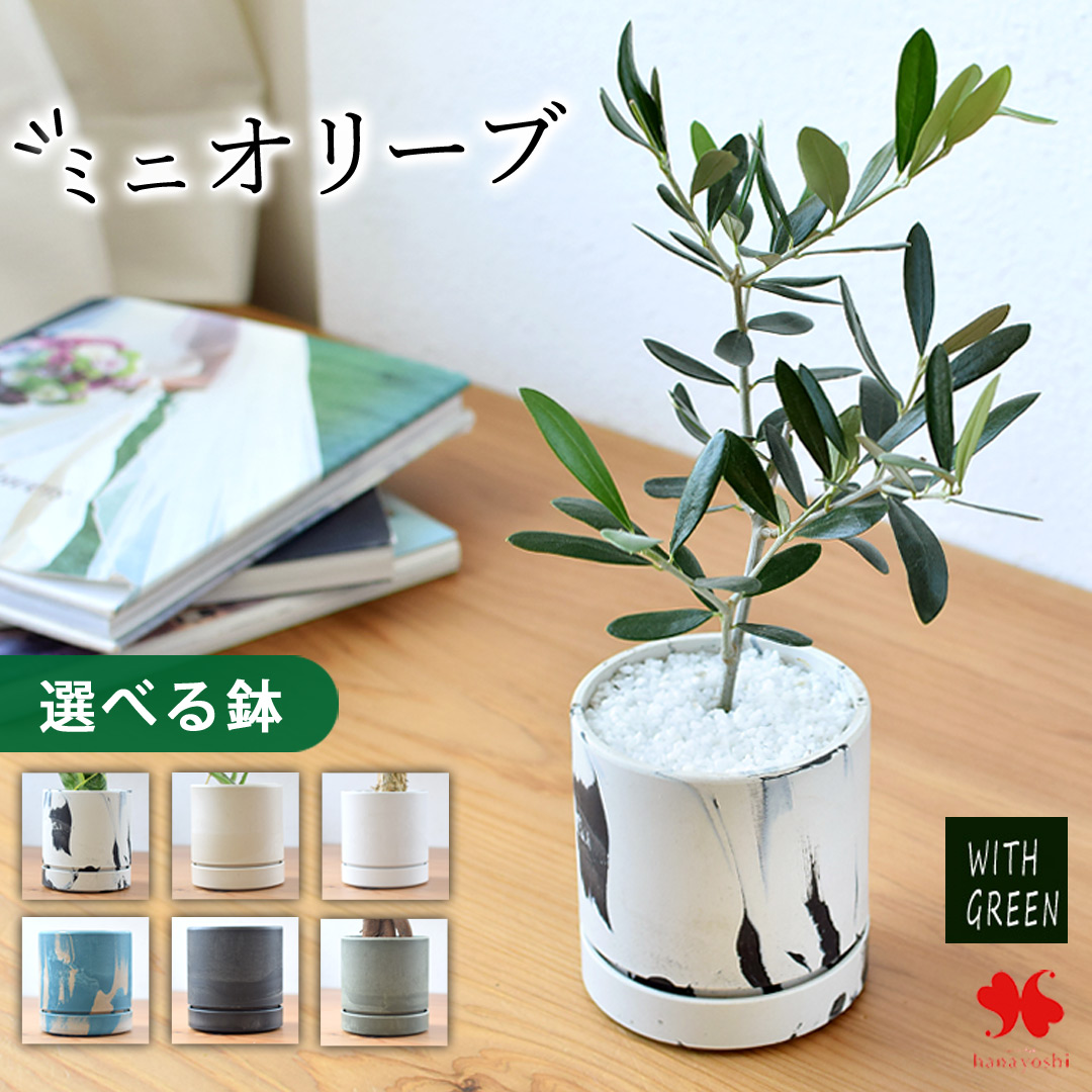 大人気オリーブ、一点もの、おしゃれな樹形、すぐに飾れる、プレゼントにもどうぞ 大人気オリーブ、すぐに飾れる、おしゃれな樹形、育てやすい