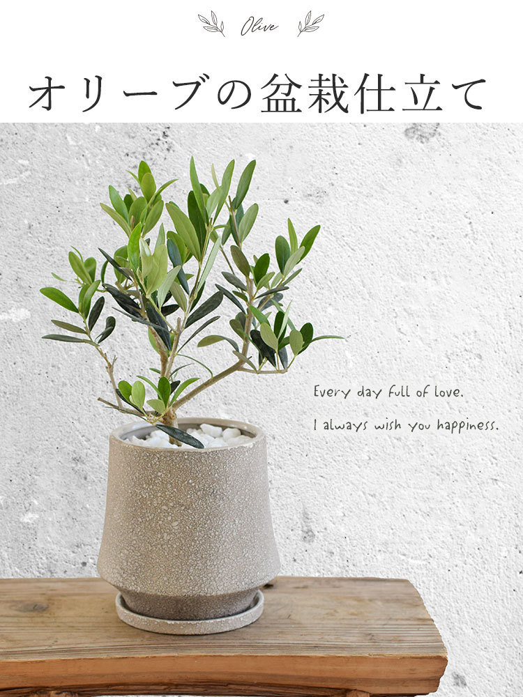 数量限定 オリーブ盆栽仕立て 鉢植え 木 観葉植物 インテリア 室内 おしゃれ お祝い 父の日 ギフト 結婚記念日 記念日 誕生日 プレゼント フラワーマーケット花由 通販 Paypayモール