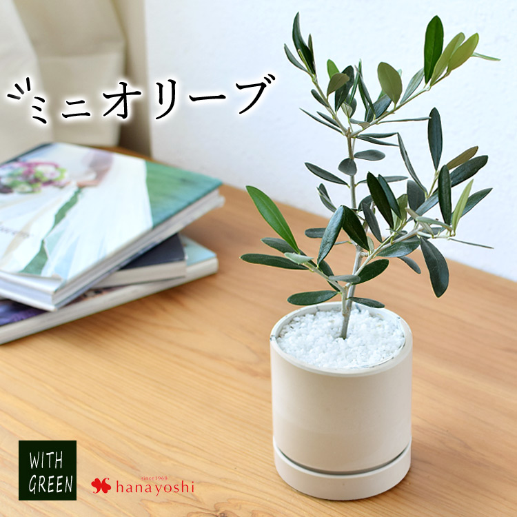 フラワーマーケット花由 観葉植物 オリーブの鉢植え インテリア