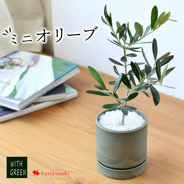 フラワーマーケット花由 観葉植物 オリーブの鉢植え インテリア
