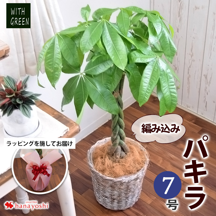 観葉植物 編み込みパキラ 7寸 ＜バスケットに入れてお届け＞ 育て