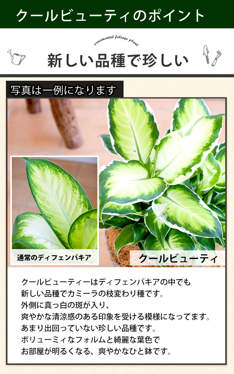 観葉植物 ディフェンバキア クールビューティ ＜プラスチック鉢でお届け＞ 育てやすい インテリアグリーン おしゃれ プレゼント ギフト