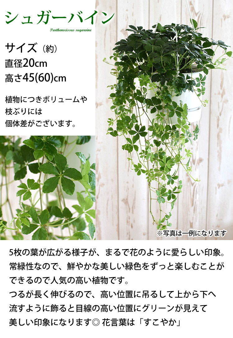 観葉植物 シュガーバインのハンギング 育てやすい インテリアグリーン おしゃれ プレゼント ギフト 吊り下げ ディスプレイ おうち時間 フラワーマーケット花由 通販 Paypayモール