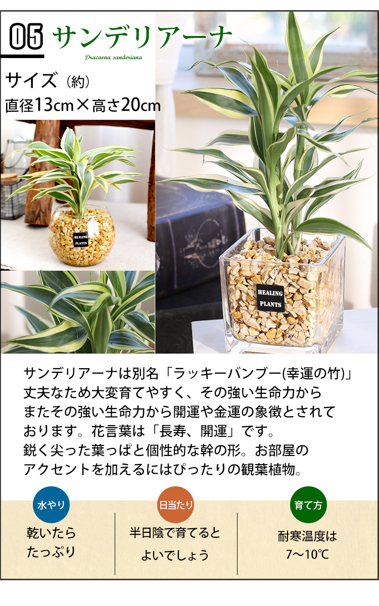 567円 豪奢な 選べる 観葉植物ｘハイドロカルチャー ゼオライトプランツ ガラスキューブ お中元 夏 サマーギフト おしゃれ 室内 インテリア グリーン プレゼント ギフト