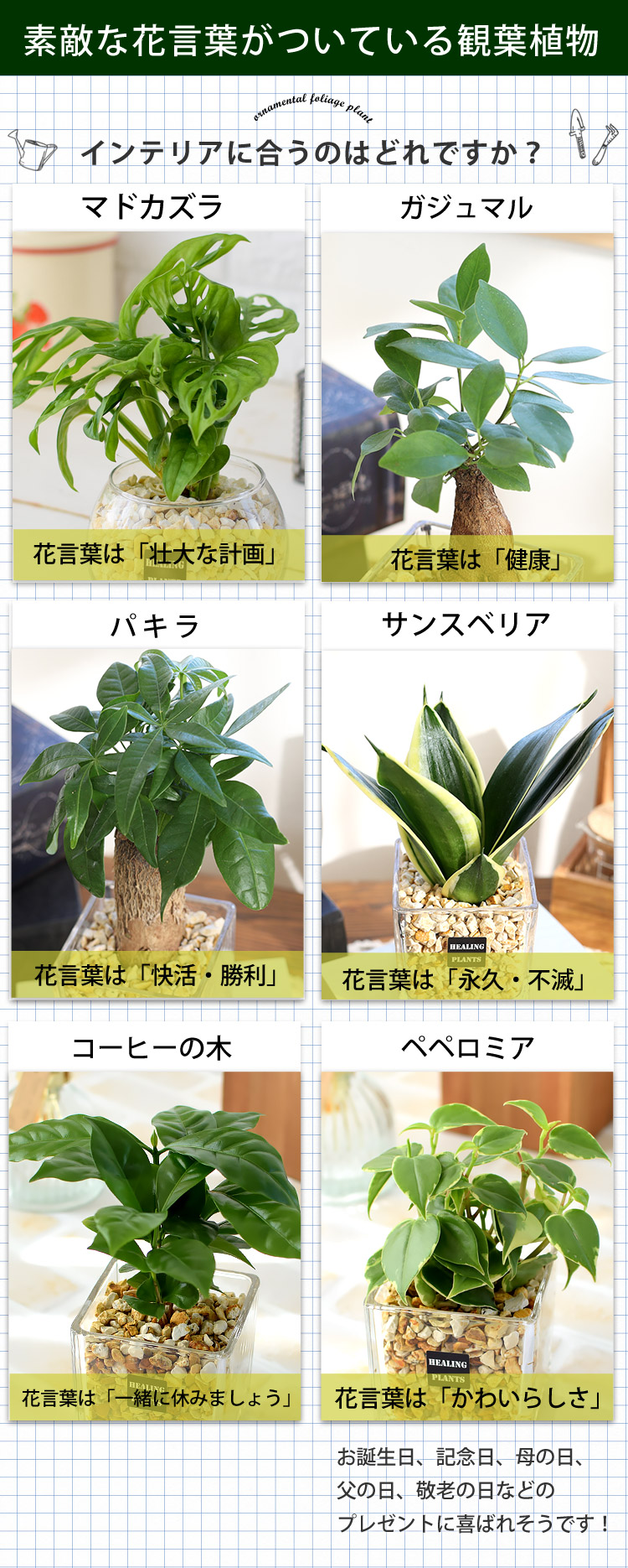 高評価！ 選べる 観葉植物ｘハイドロカルチャー ゼオライトプランツ