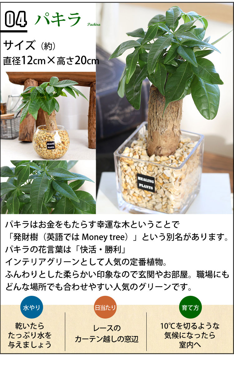 選べる 観葉植物xハイドロカルチャー ゼオライトプランツ ガラスキューブ おしゃれ 室内 インテリア グリーン プレゼント ギフト フラワーマーケット花由 通販 Paypayモール 選べる 観葉植物xハイドロカルチャー ゼオライトプランツ ガラスキューブ おしゃれ 室内 インテリア グリーン プレゼント ギフト フラワーマーケット花由 通販 Paypayモール