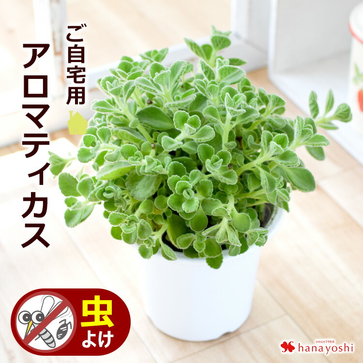虫よけ 虫除けハーブ アロマティカス ハーブゼラニウム インテリアプランツ 観葉植物 蚊香龍 蚊 ゴキブリ サマー 夏 父の日 自宅用 玄関 鉢植え 防虫 害虫 苗 | フラワーマーケット花由 | 01