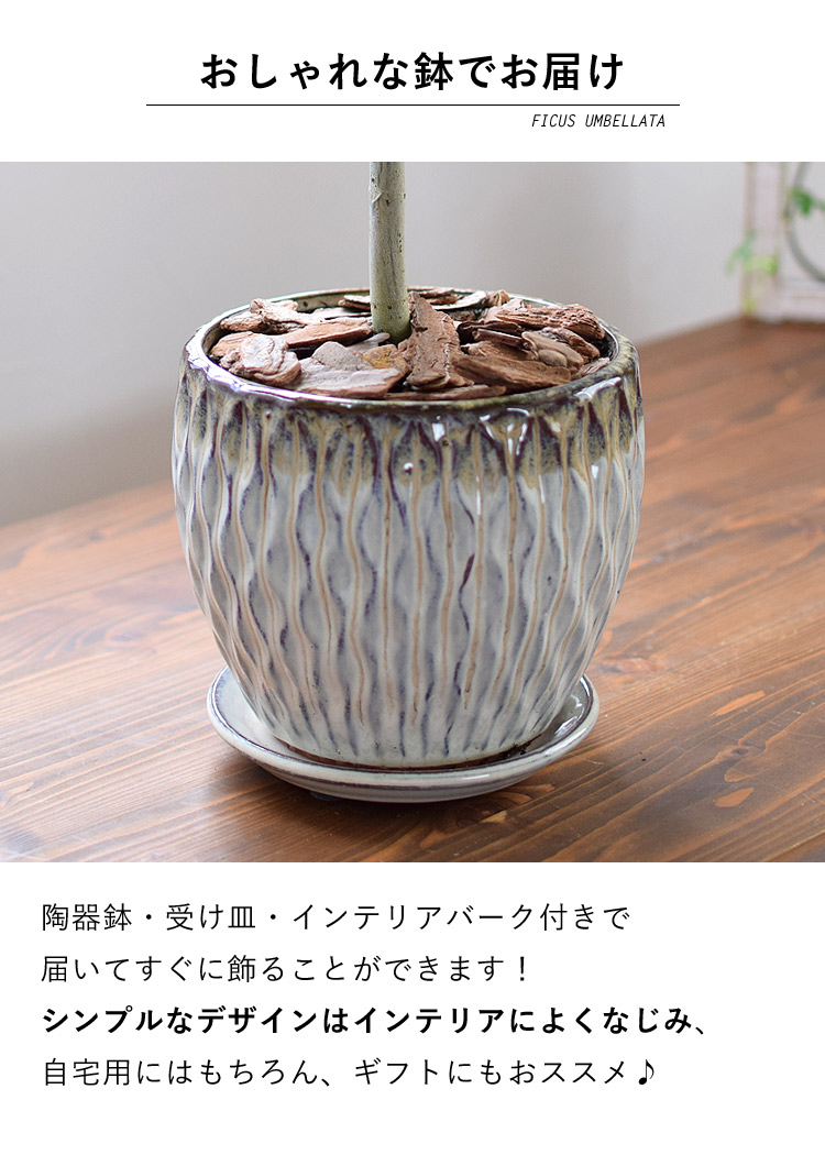 プロが仕立ててお届けシリーズ フィカス・ウンベラータ 観葉植物 育て