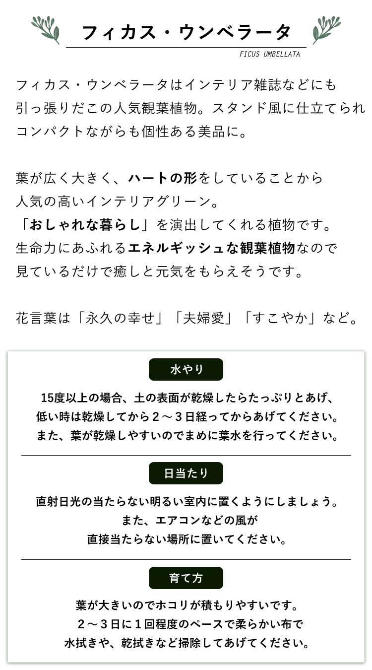 プロが仕立ててお届けシリーズ フィカス・ウンベラータ 観葉植物 育てやすい インテリア グリーン 観葉植物 鉢植え おしゃれ おうち時間