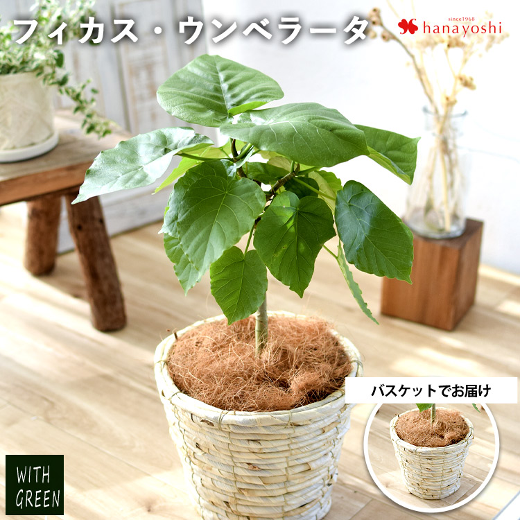 フィカス・ウンベラータ 鉢植え ＜プラスチック鉢でお届け＞ 育てやすい インテリアグリーン おしゃれ プレゼント 引っ越し祝い 開店祝い :  hog2220pl : フラワーマーケット花由 - 通販 - Yahoo!ショッピング