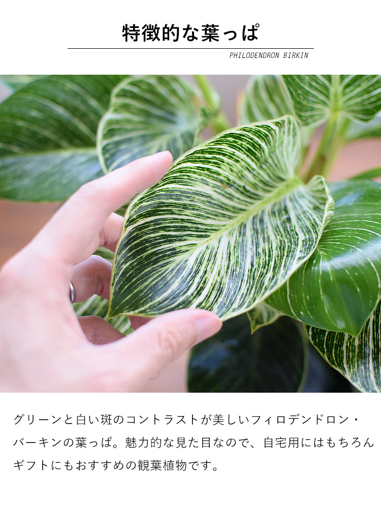 フィロデンドロン・バーキン 鉢植え ＜プラスチック鉢でお届け＞ 育てやすい インテリアグリーン おしゃれ プレゼント 引っ越し祝い 開店祝い 新築祝い  友人