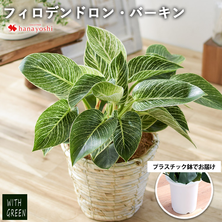 フィロデンドロン・バーキン 鉢植え ＜プラスチック鉢でお届け＞ 育てやすい インテリアグリーン おしゃれ プレゼント 引っ越し祝い 開店祝い 新築祝い  友人 : hog2221pl : フラワーマーケット花由 - 通販 - Yahoo!ショッピング