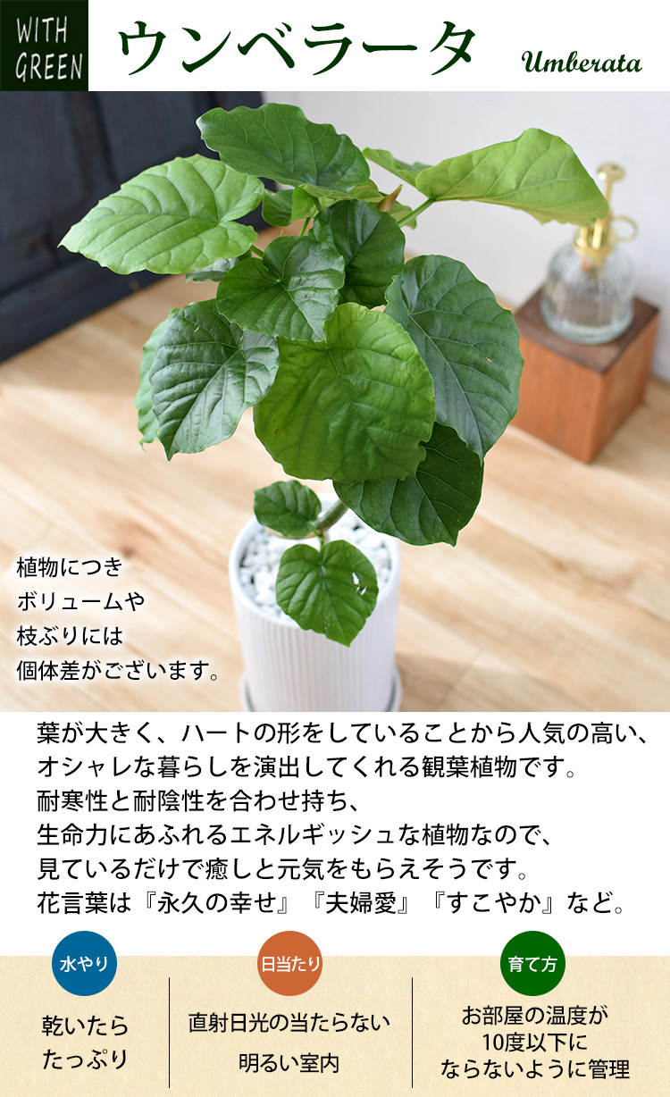 フィカスアルテシマ 曲がり 盆栽仕立て 観葉植物 陶器鉢付き