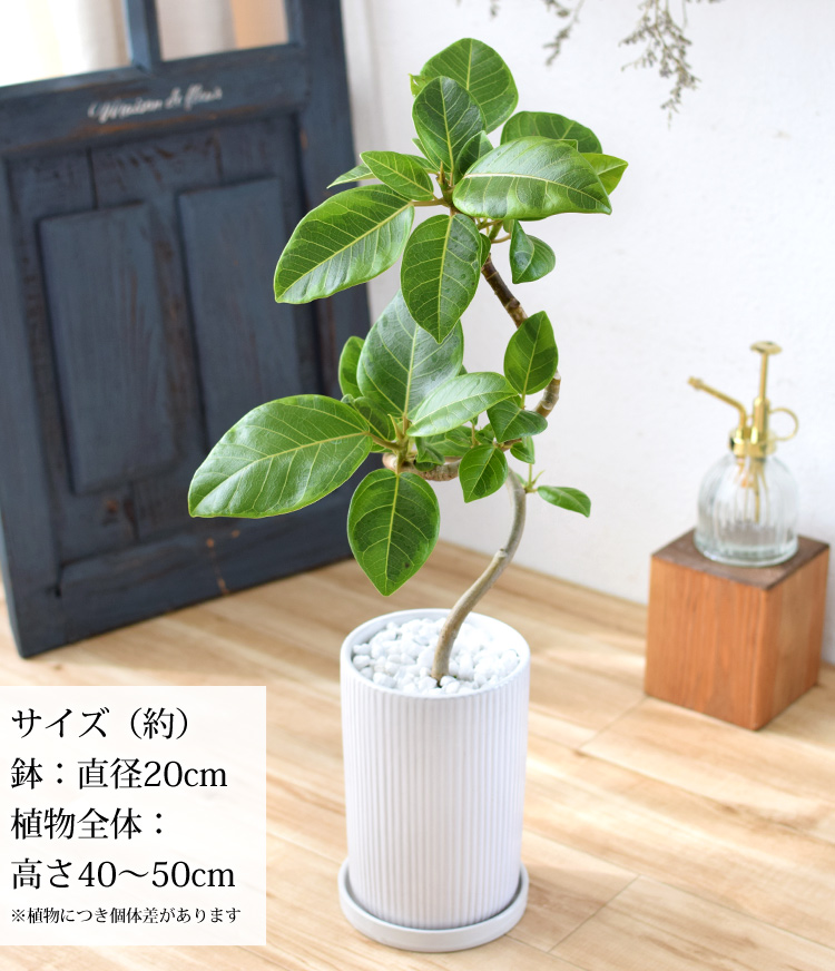 選べる 観葉植物 曲げ ゴムの木 陶器鉢 フィカス アルテシーマ アルテシマ ウンベラータ ティネケ ベンガレンシス ルビー インテリア グリーン  観葉 ギフト