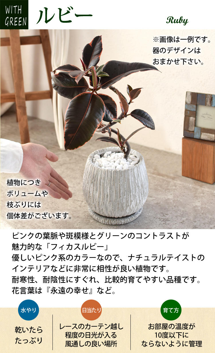 選べる 観葉植物 曲げ ゴムの木 陶器鉢 フィカス アルテシーマ 