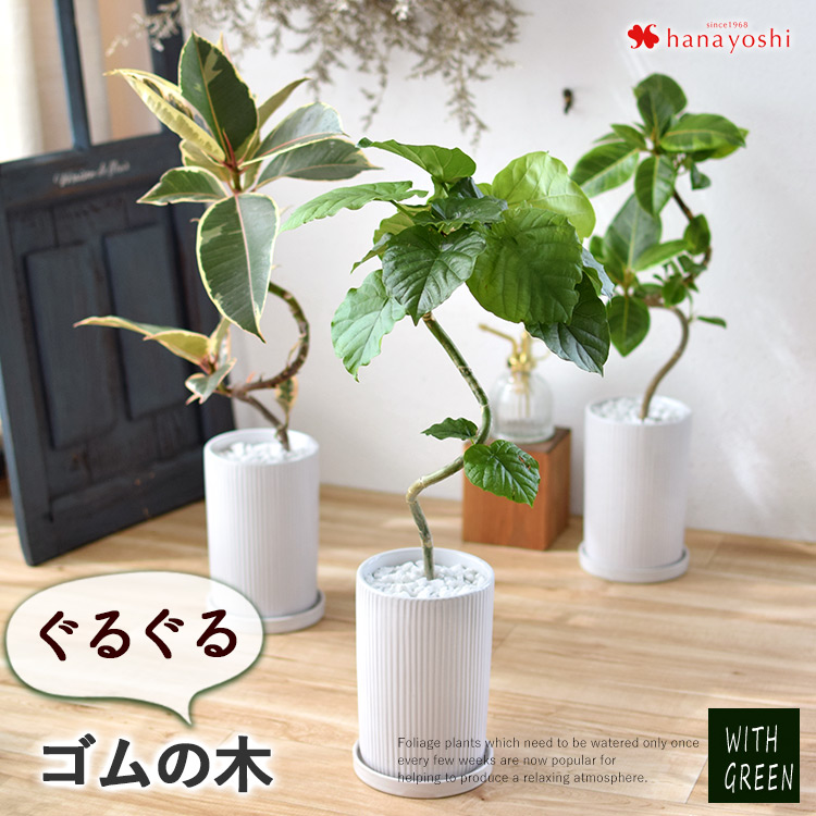 選べる 観葉植物 曲げ ゴムの木 陶器鉢 フィカス アルテシーマ アルテシマ ウンベラータ ティネケ ベンガレンシス ルビー インテリア グリーン  観葉 ギフト