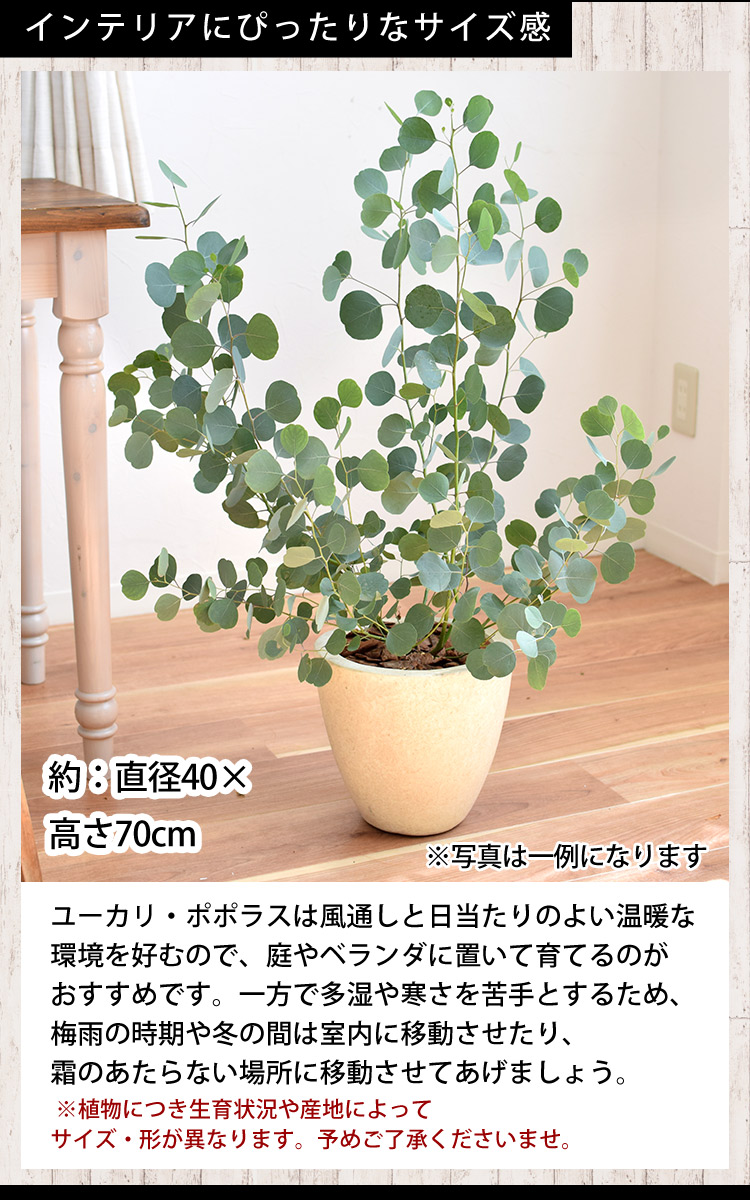 ユーカリ・ポポラス＆選べるデザイン鉢仕立て 鉢植え 観葉植物