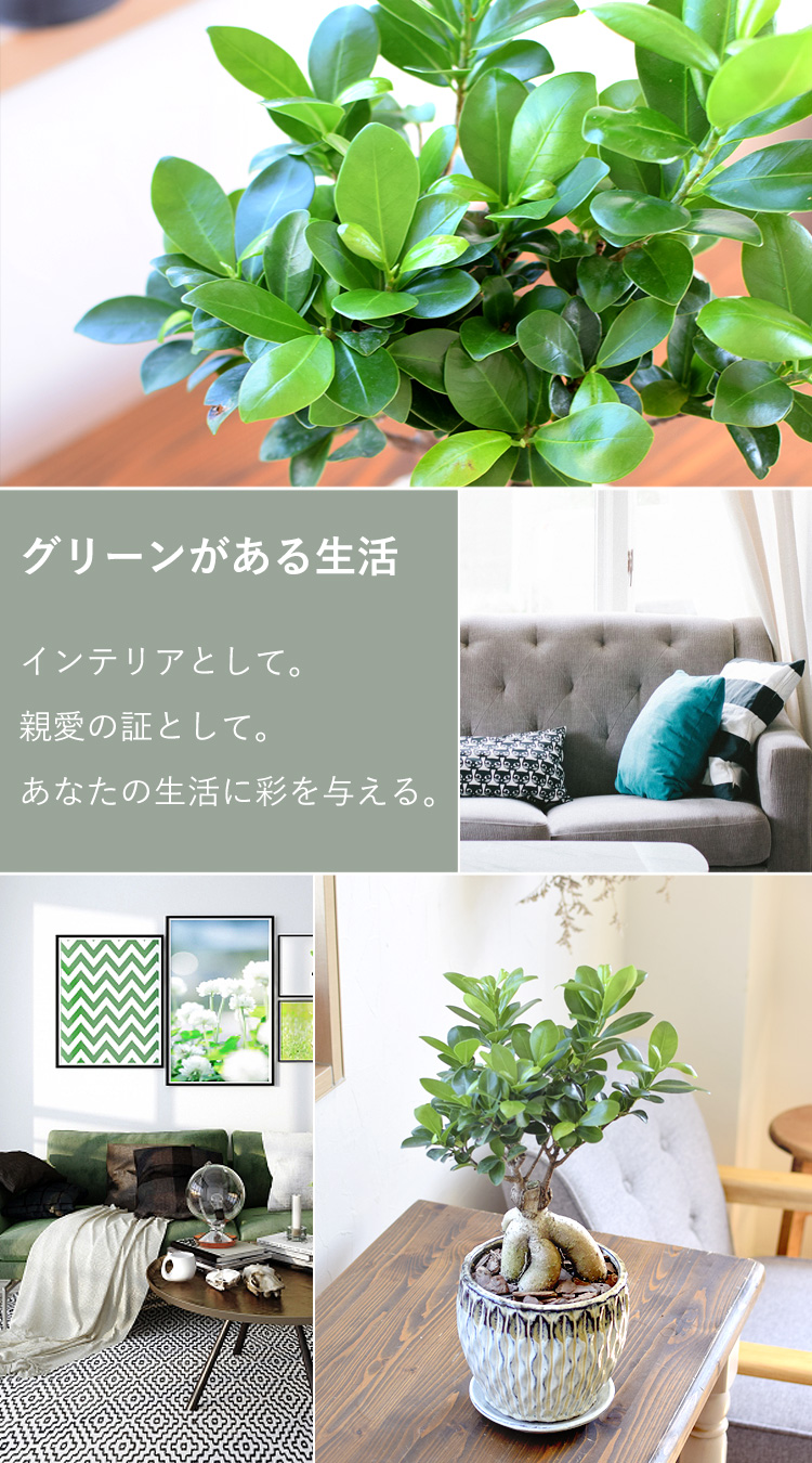 ガジュマル 鉢植え ＜プラスチック鉢でお届け＞ 多幸の木 幸せを呼ぶ木 観葉植物 インテリア ギフト 室内 おしゃれ 引越し祝い 新築祝い 開店祝い  自宅用 友人