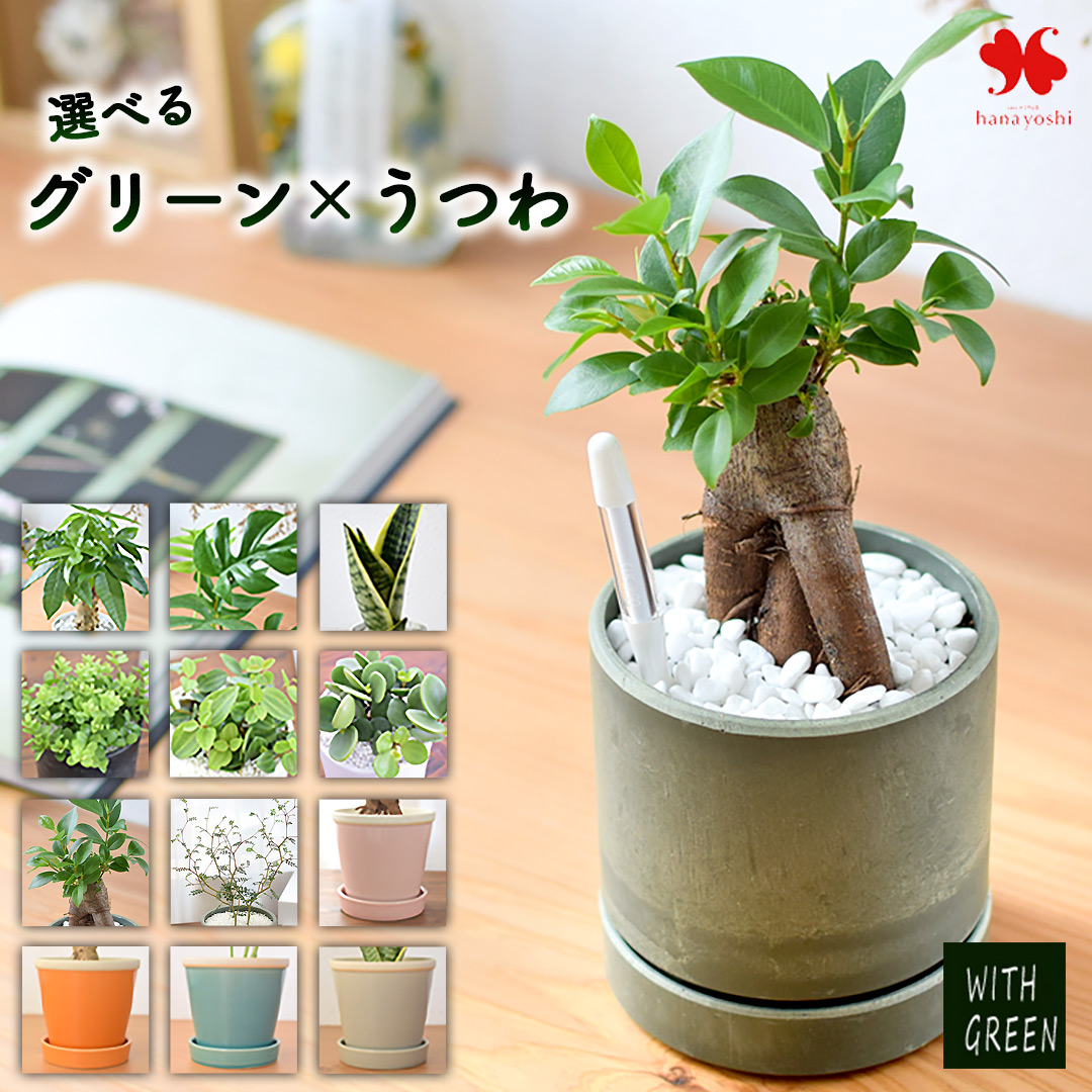 フラワーマーケット花由 選べる 観葉植物 × 選べる 器 エコポット