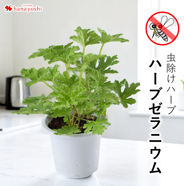 虫よけ 虫除けハーブ アロマティカス ハーブゼラニウム インテリアプランツ 観葉植物 蚊香龍 蚊 ゴキブリ サマー 夏 父の日 自宅用 玄関 鉢植え 防虫 害虫 苗 | フラワーマーケット花由 | 02