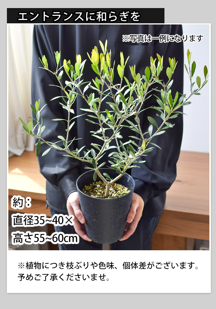 フラワーマーケット花由 鉢植え オリーブの木 ＜プラスチック鉢＞ 5号