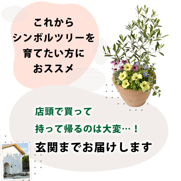 フラワーマーケット花由 鉢植え オリーブの木 ＜寄せ植え＞ 5号鉢