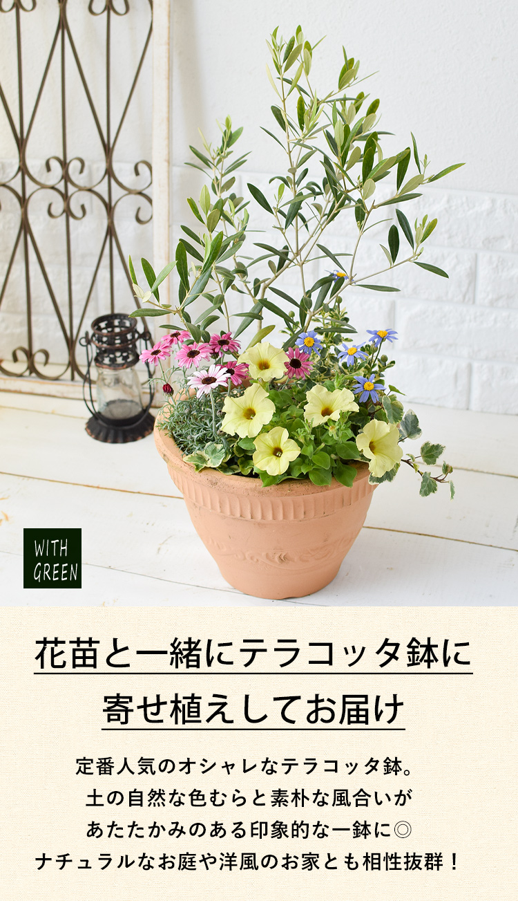 ※専用ページ　オリーブの木　5鉢セット 楽天市場】《今から楽しむ！ オリーブの木 5号鉢植え 選べる鉢カラー