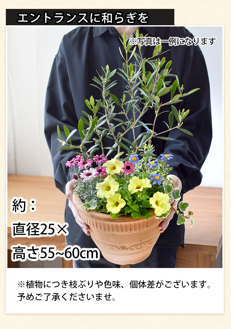 ※専用ページ　オリーブの木　5鉢セット オリーブの木 5号 | 観葉植物の通販ならHitoHana（ひとはな）