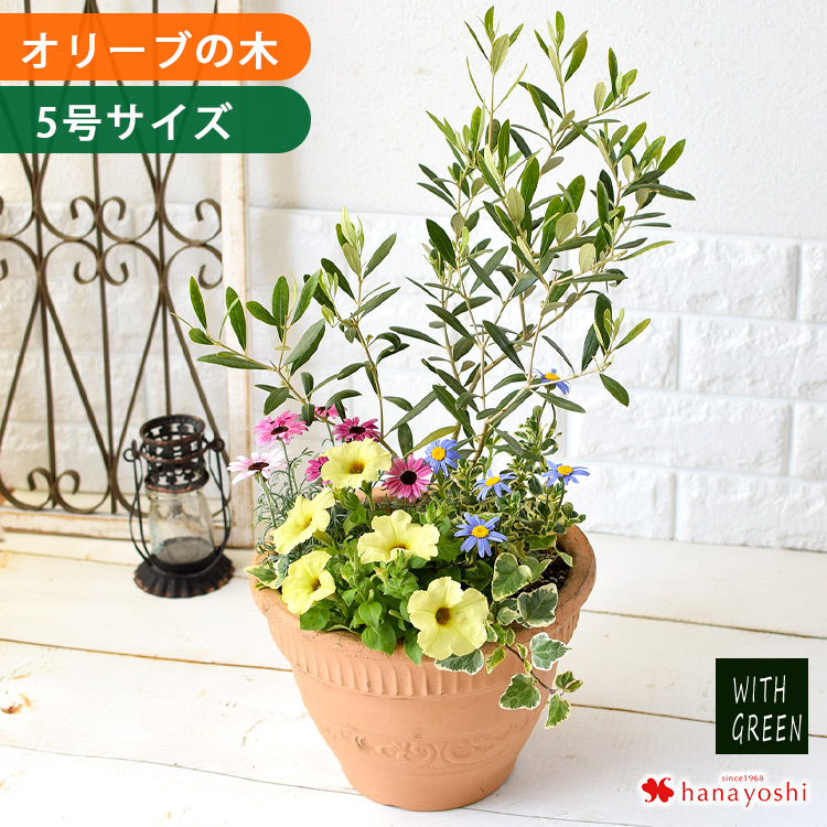 オリーブ　盆栽　５号陶器鉢つき　幹太❗ 楽天市場】《今から楽しむ！ オリーブの木 5号鉢植え 選べる鉢