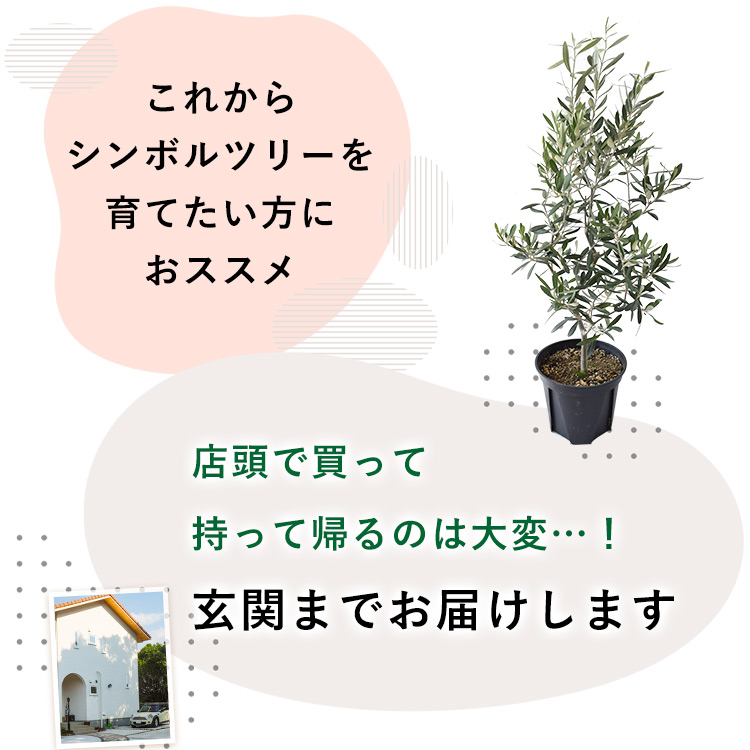 オリーブの木【引取り限定】 オリーブの木② 引き取り限定