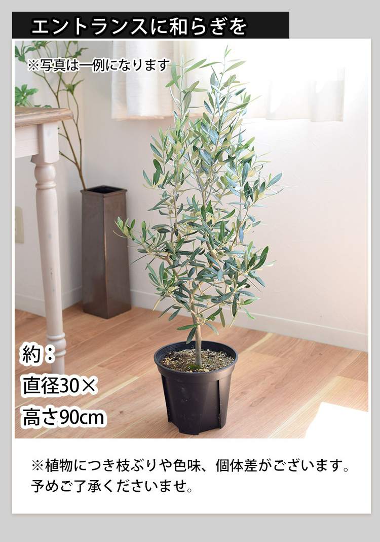 オリーブの木【引取り限定】 mqdefault.jpg